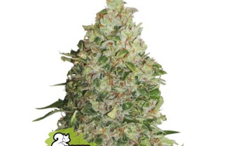BCN CRITICAL XXL FAST FEM