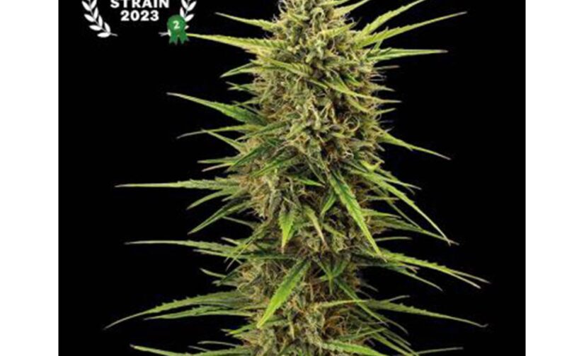 BLACK RAINBOW AUTO