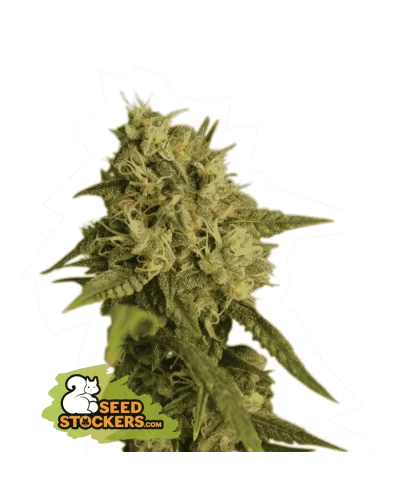 OG KUSH FEM