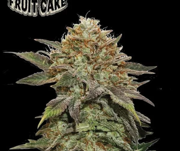 FRUIT CAKE FEM