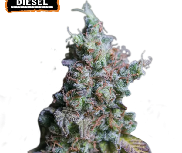 SOUR DIESEL AUTO
