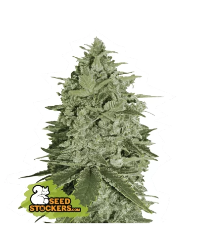 SUPER SKUNK FEM