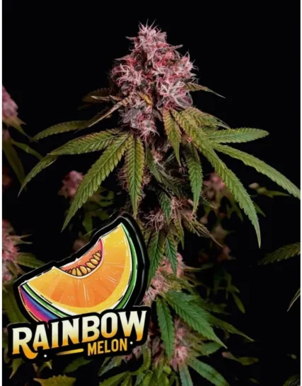 RAINBOW MELON FOTOPERIODICA