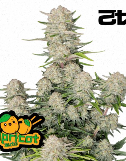 APRICOT AUTO