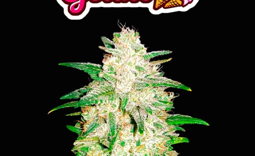 GELATO AUTO