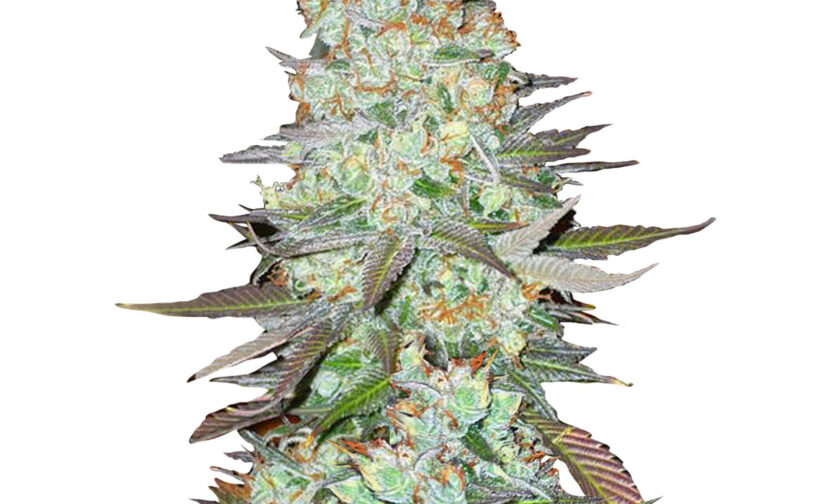 G14 AUTO