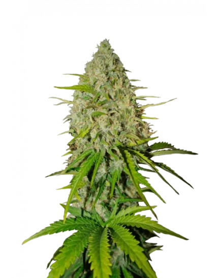 GRAPEFRUIT AUTO